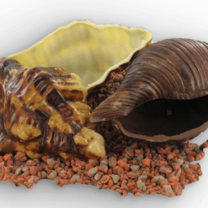 schelpen in chocolade
