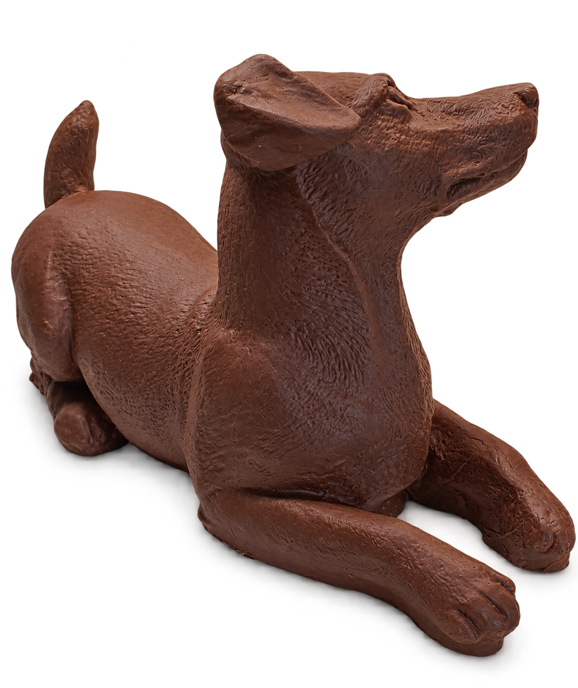 chocolade labrador marioca