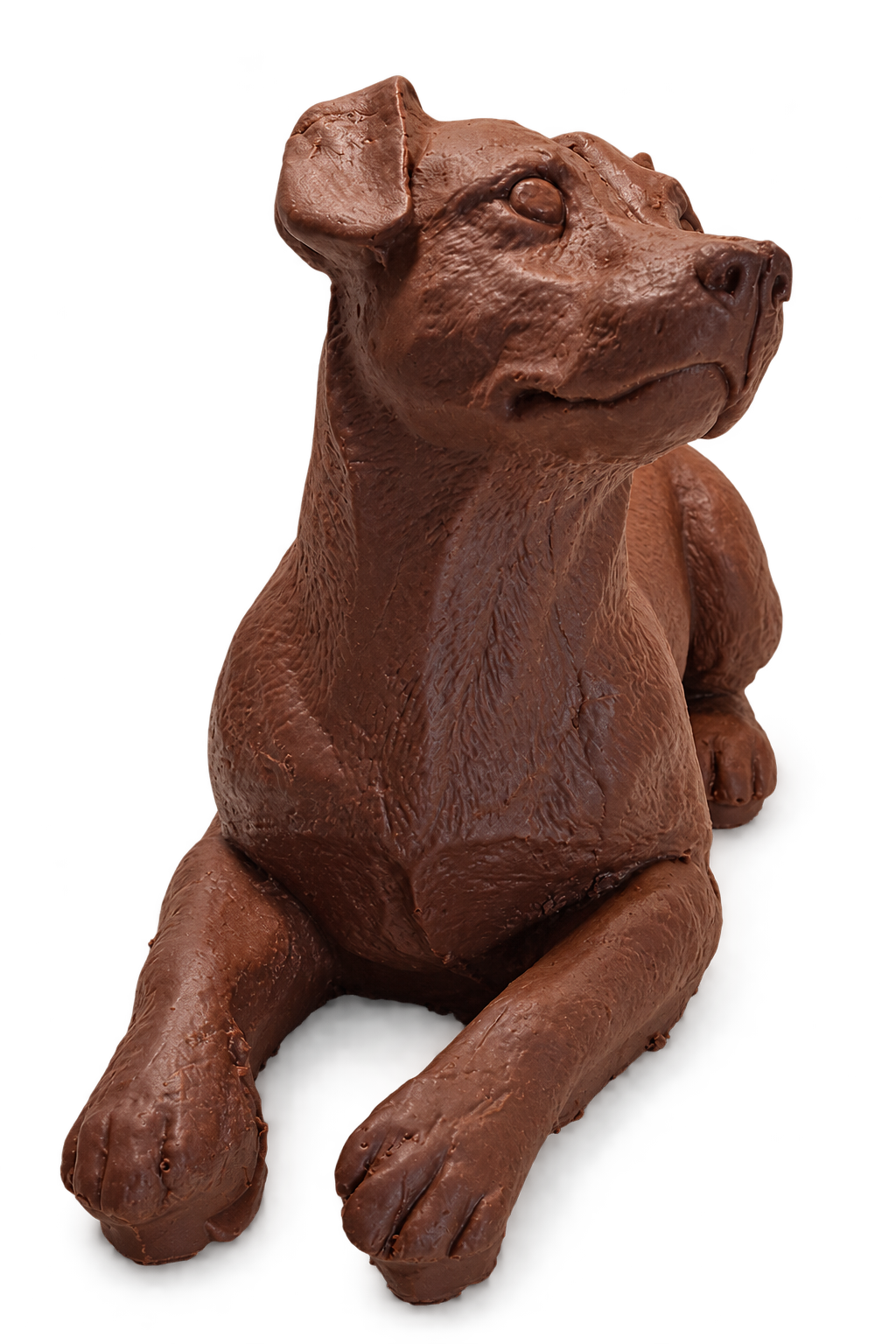 labrador chocolade marioca